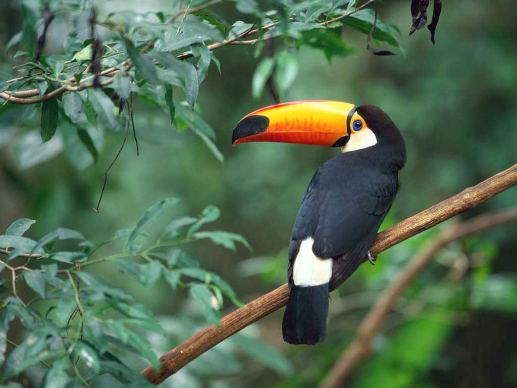 Toco_Toucan.jpg